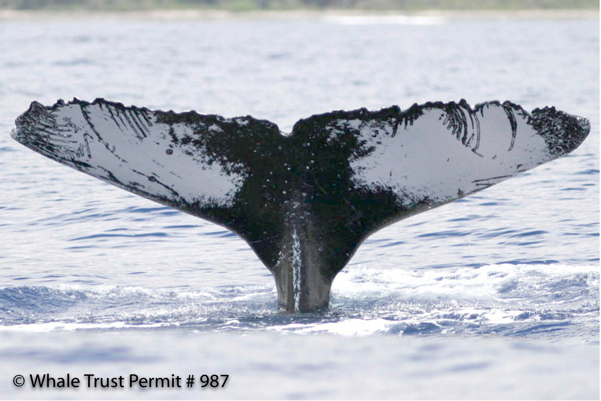 Fluke of HI07-0256
