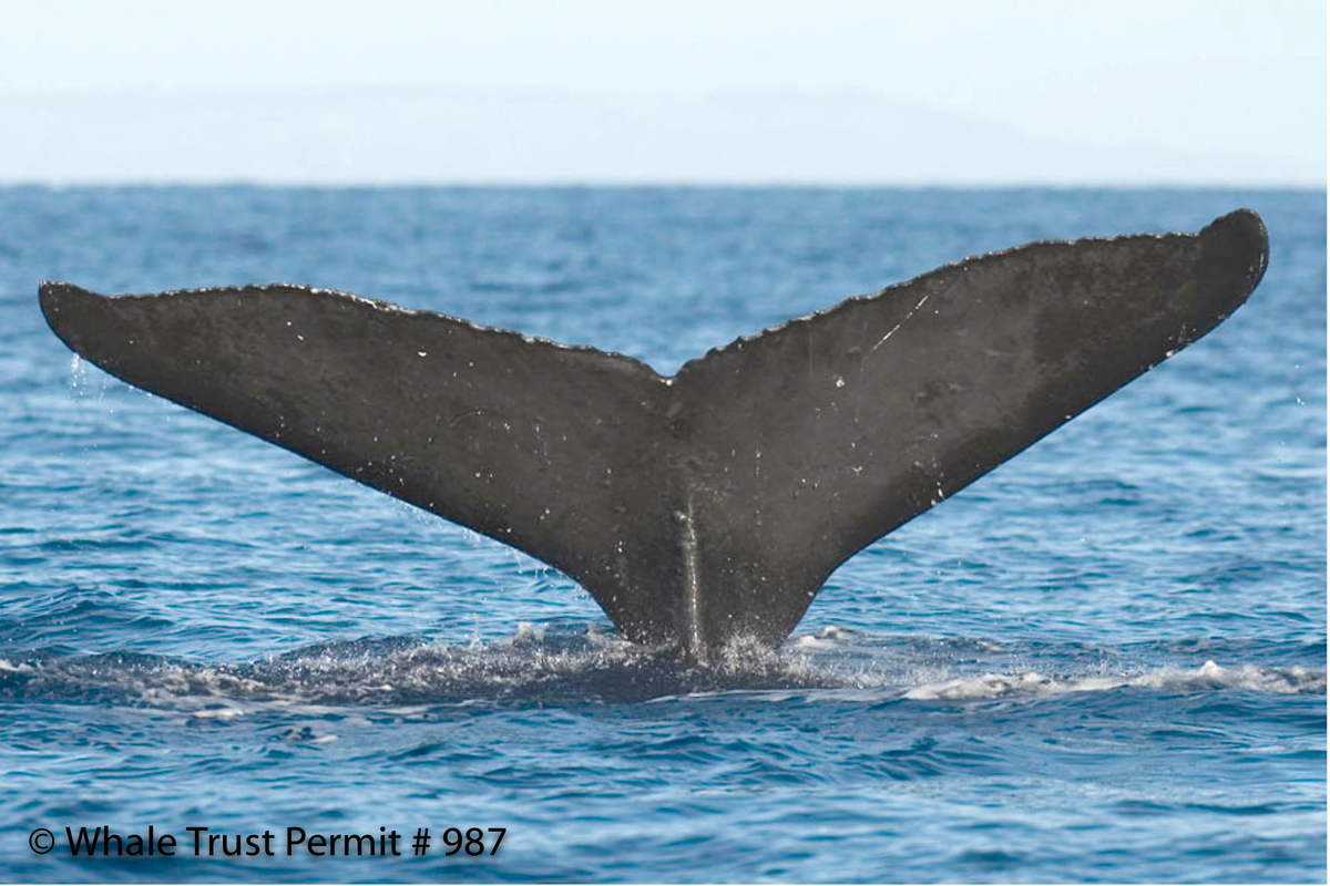 Fluke of HI07-0096