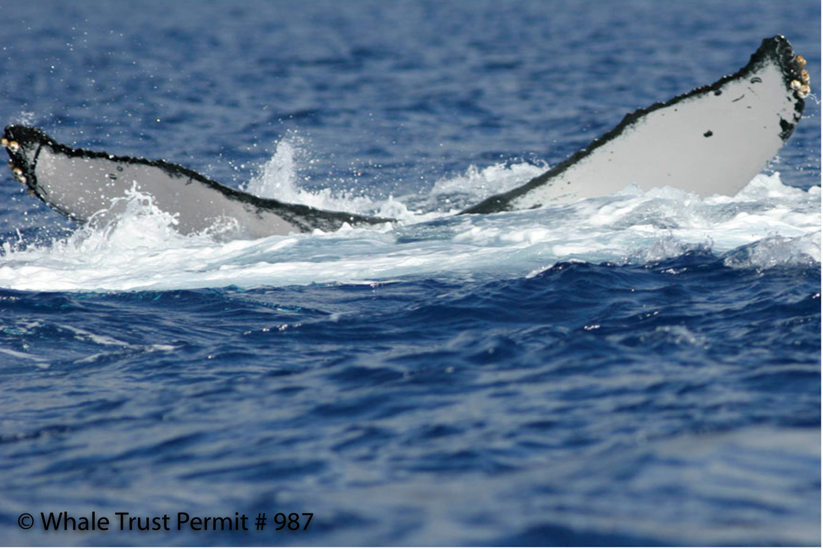 Fluke of HI07-0093