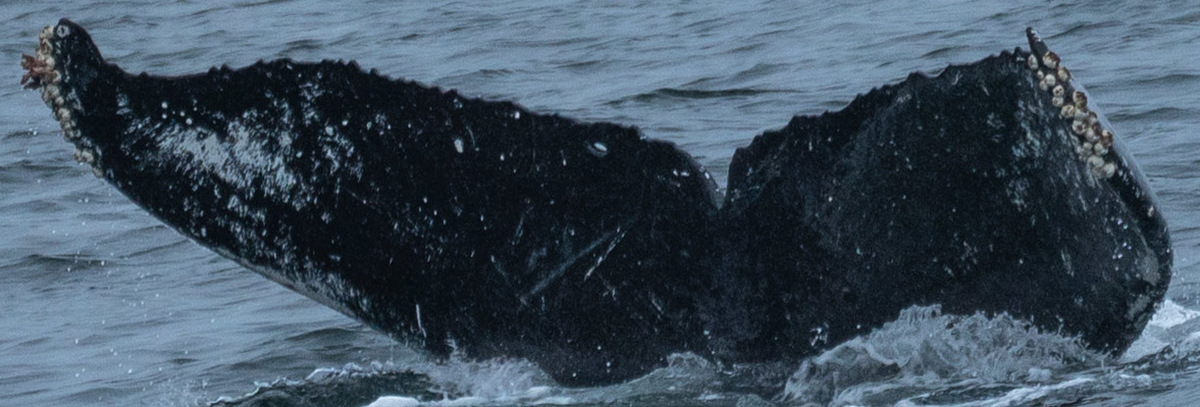 Fluke of Puukani (FS)