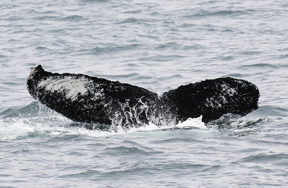 Fluke of CRC-10040