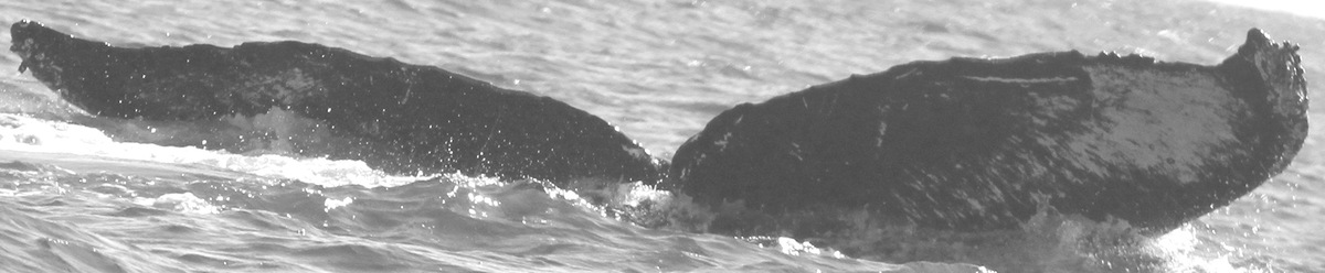 Fluke of CRC-10221