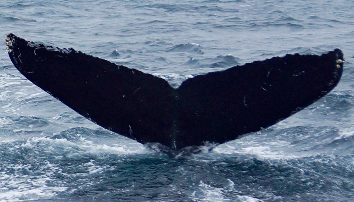 Fluke of CRC-15886