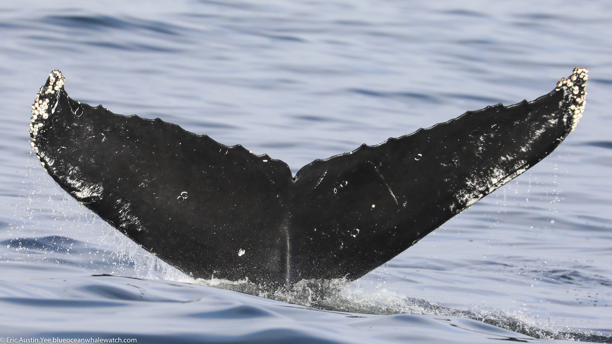 Fluke of CRC-20423