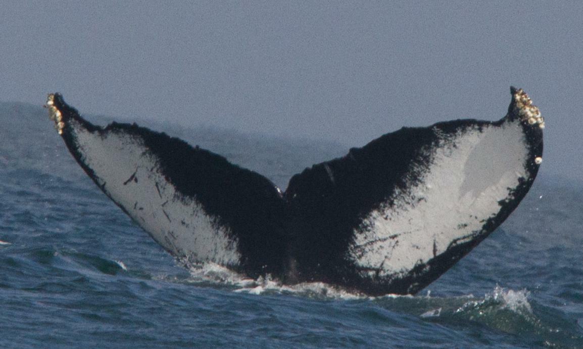 Fluke of CRC-11115