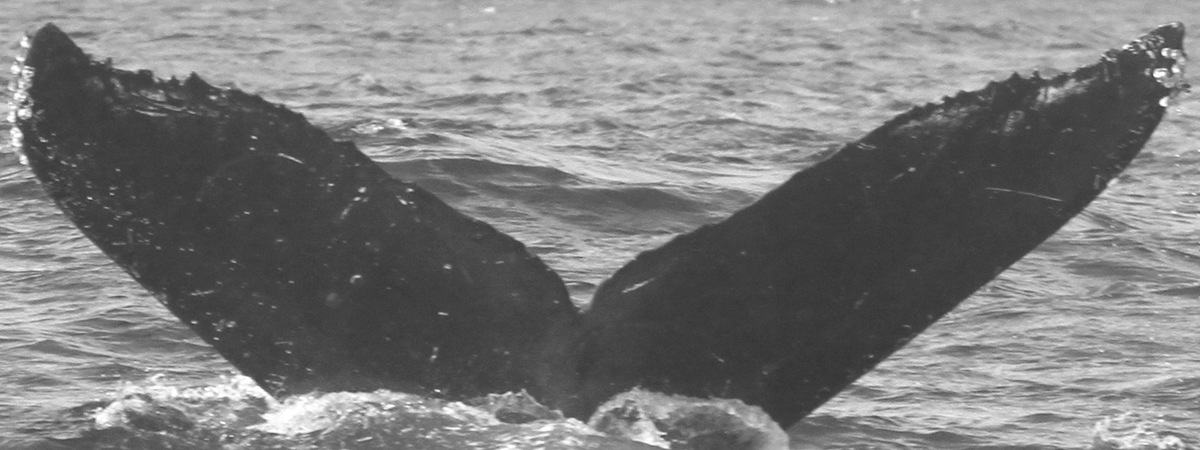 Fluke of CRC-12244