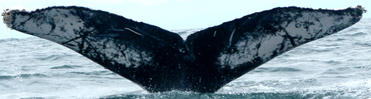 Fluke of ESPHW-BGT#0309