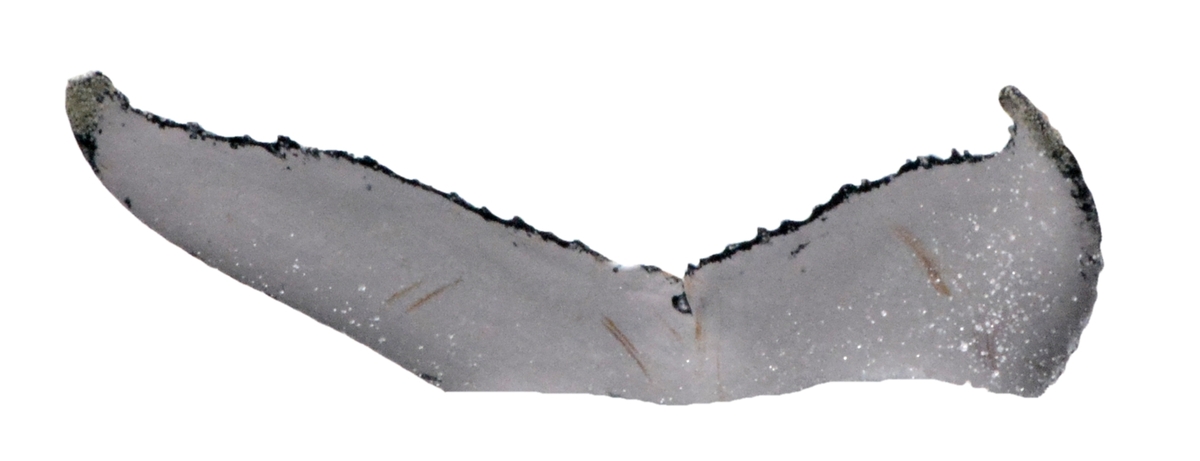 Fluke of ESPHW-BGT#0285