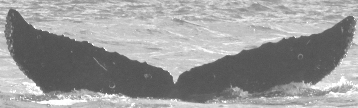 Fluke of CRC-15233