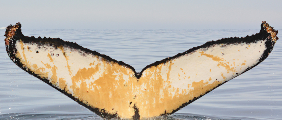 Fluke of HW-MN1300322