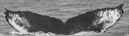 Fluke of SEAK-1341