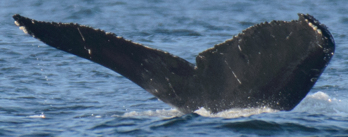 Fluke of CRC-19264