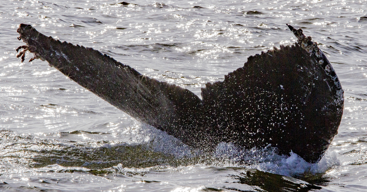 Fluke of CRC-19265