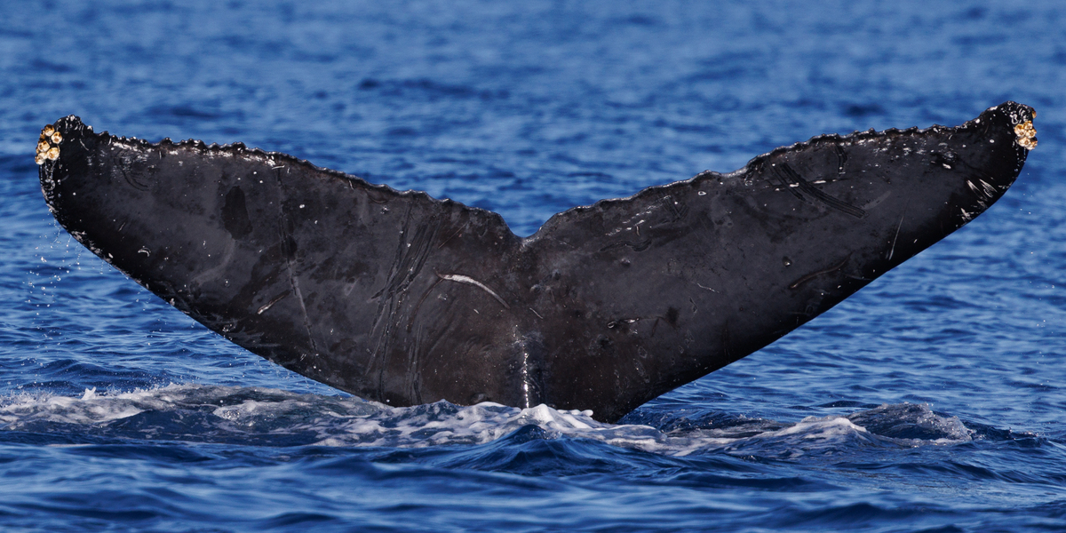 Fluke of CRC-19268