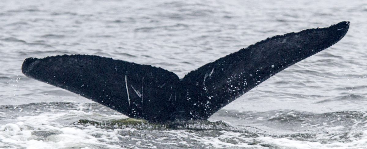 Fluke of CRC-18867