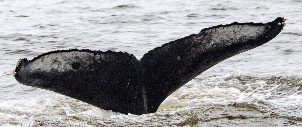 Fluke of CRC-18883