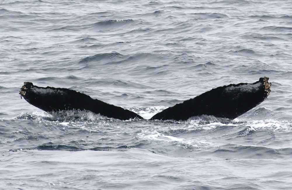 Fluke of CRC-10537