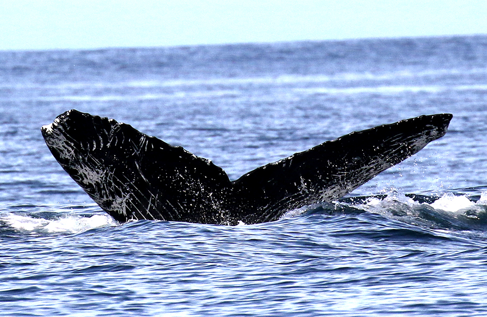 Fluke of CRC-20424