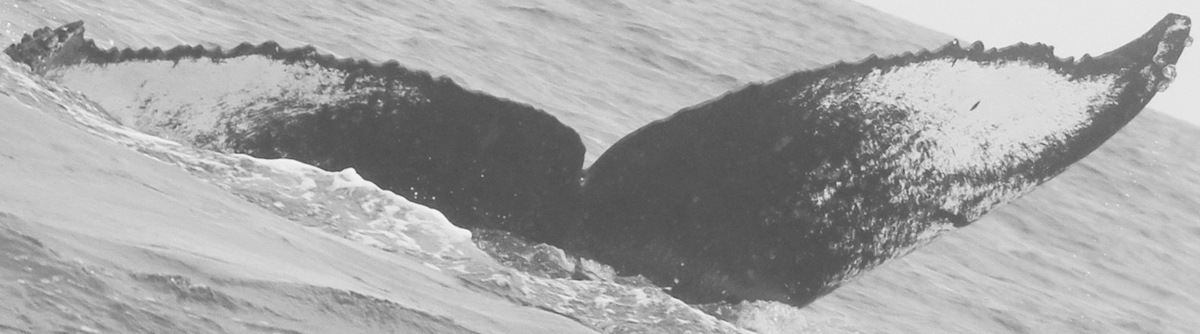 Fluke of CRC-11230