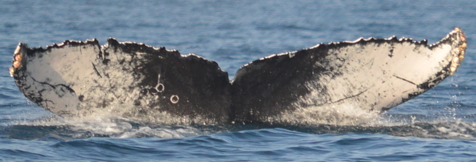 Fluke of CRC-16939