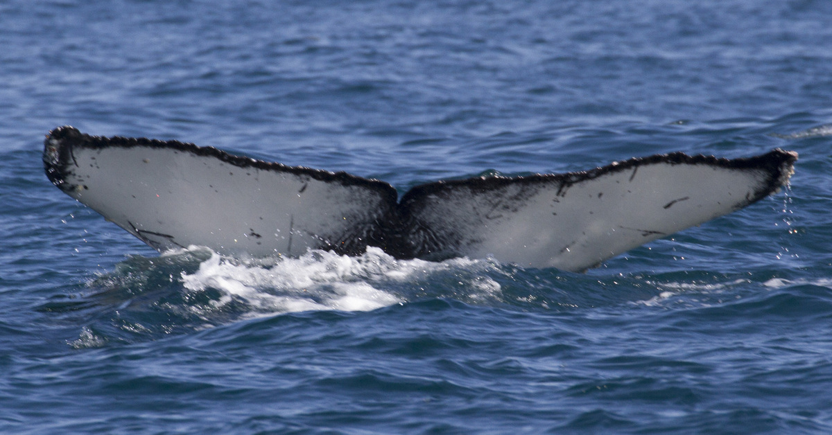 Fluke of CRC-17129