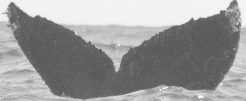 Fluke of El Karate (Guerrero)