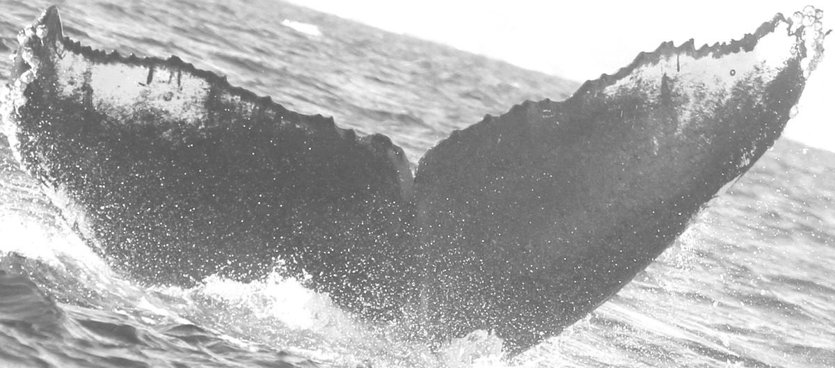 Fluke of CRC-15191