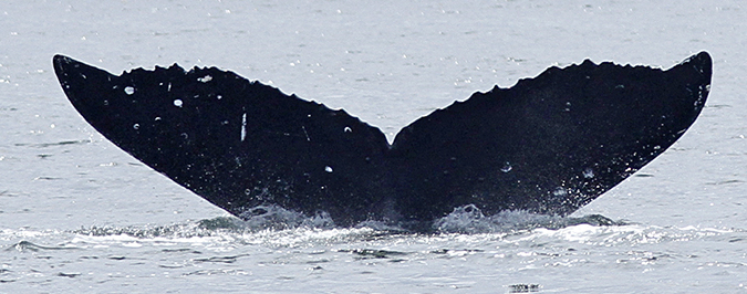 Fluke of Zig Zag (British Columbia)