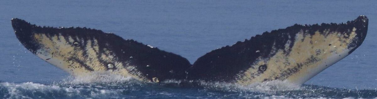 Fluke of Smiley (Salish Sea)