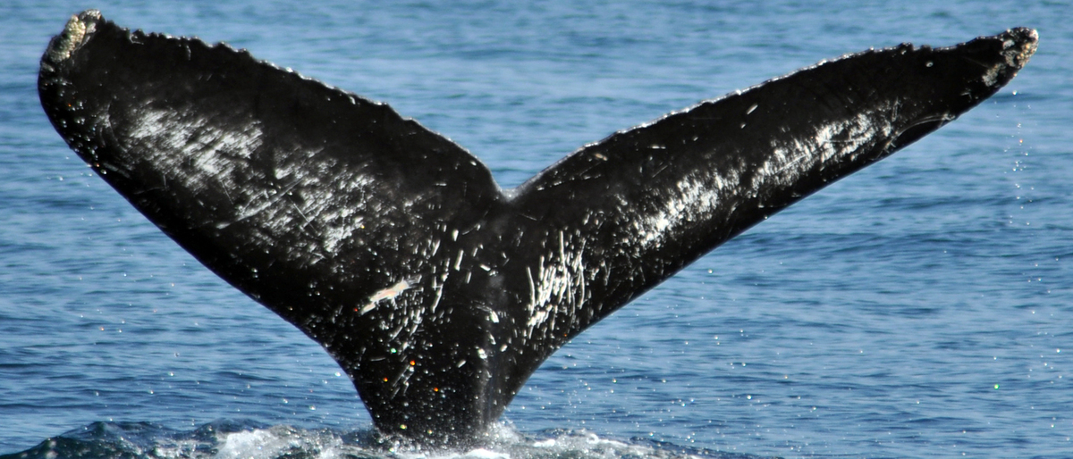 Fluke of CRC-15232