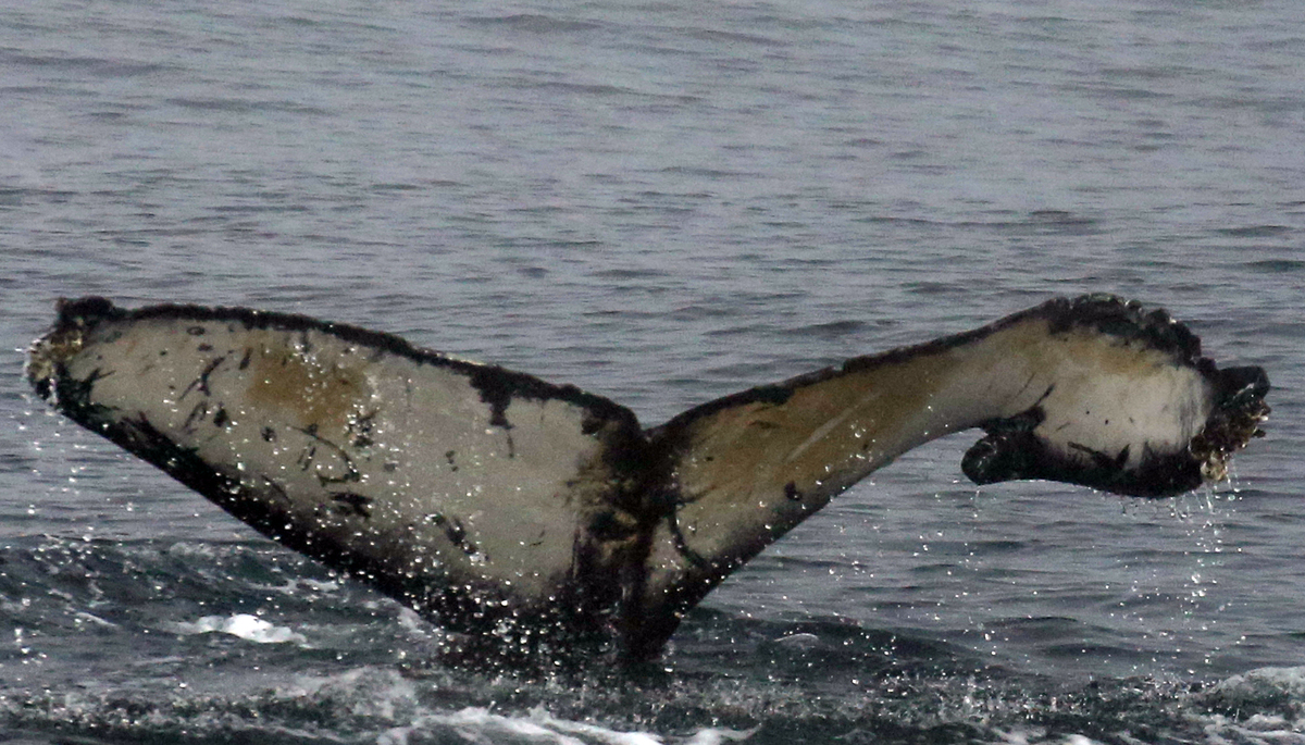 Fluke of Can-opener (California)