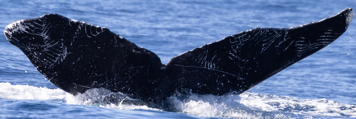 Fluke of CRC-10031