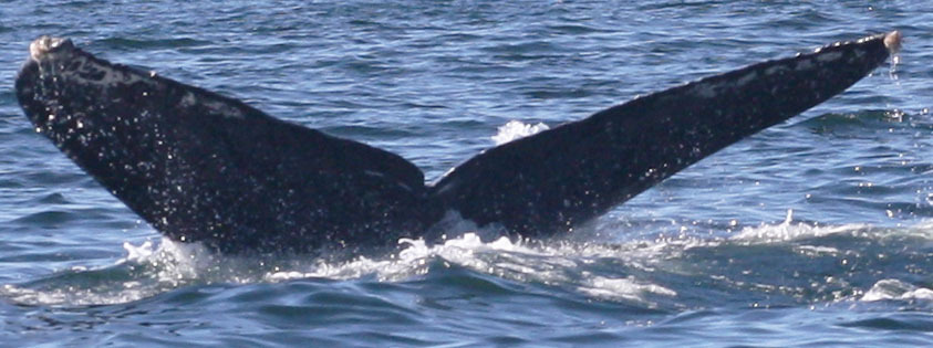 Fluke of CRC-11254