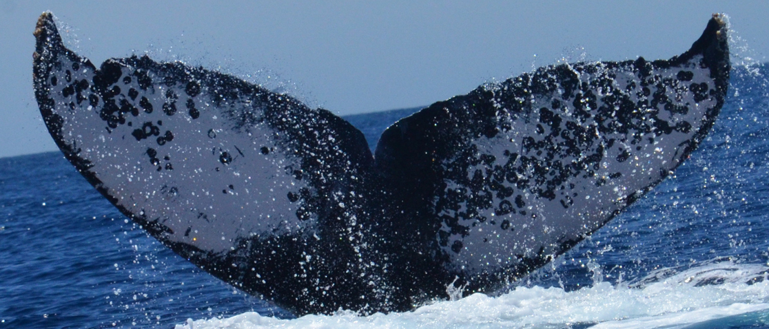Fluke of CRC-11108