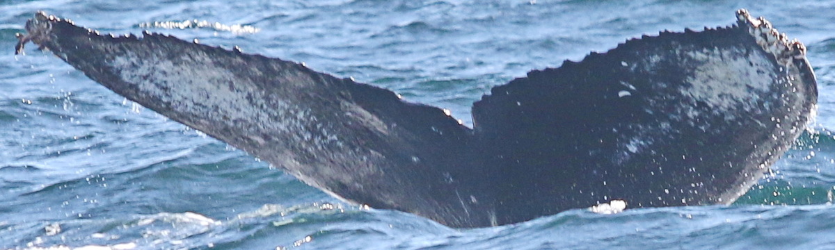 Fluke of CRC-17986