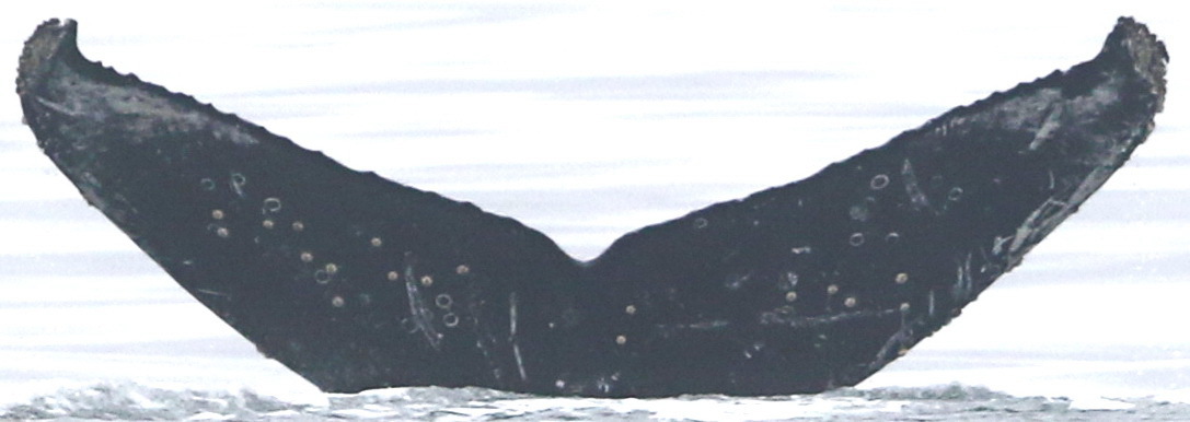 Fluke of CRC-17666