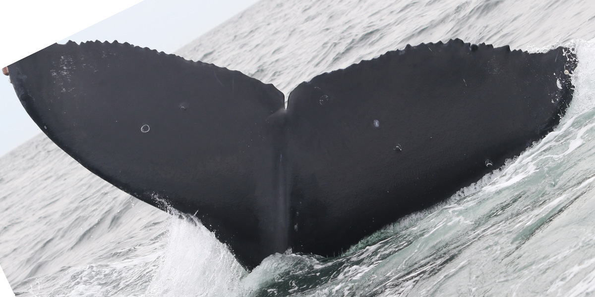 Fluke of CRC-17856