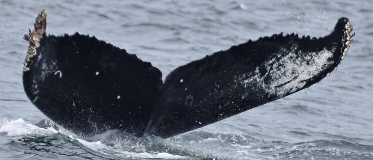 Fluke of CRC-12077