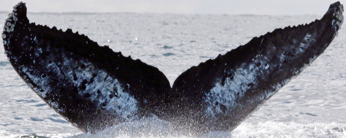 Fluke of CRC-17883