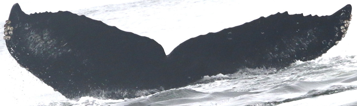 Fluke of CRC-18056