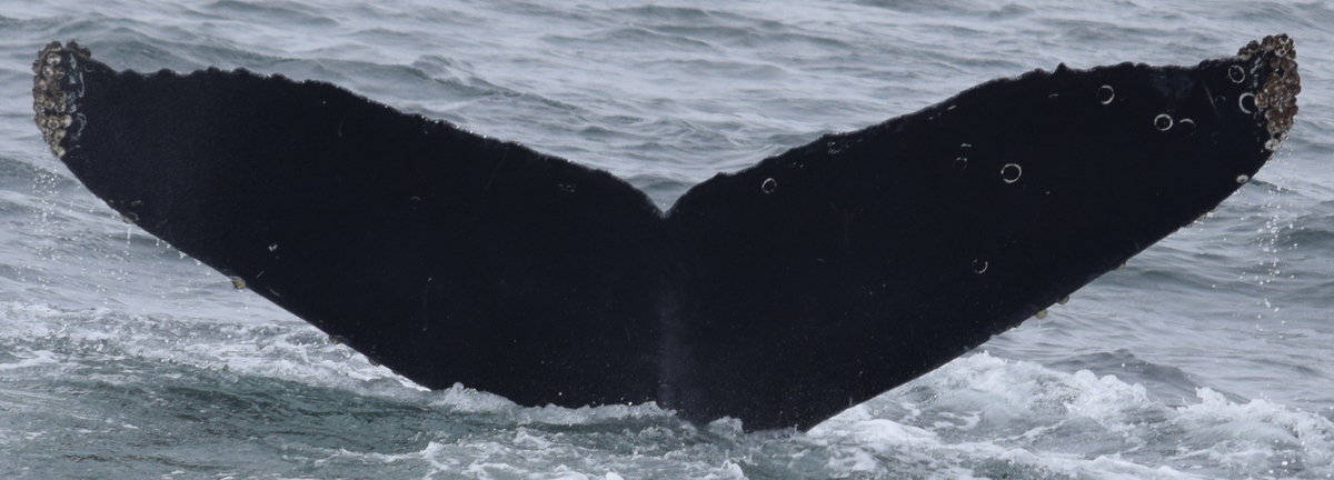 Fluke of CRC-15627