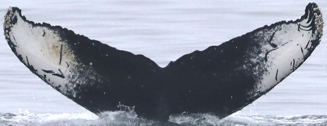 Fluke of CRC-18091