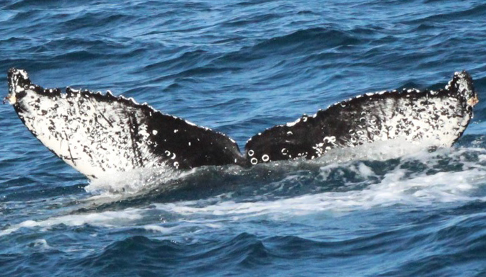 Fluke of Felix (or Florence)