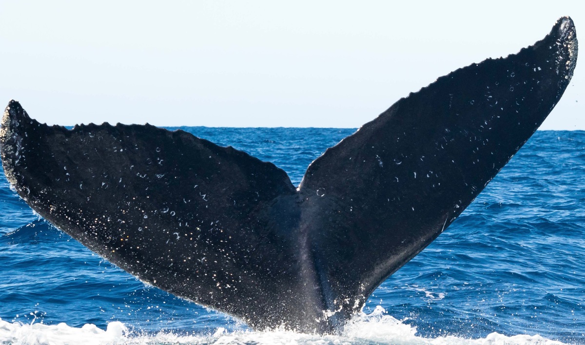 Fluke of CRC-11139