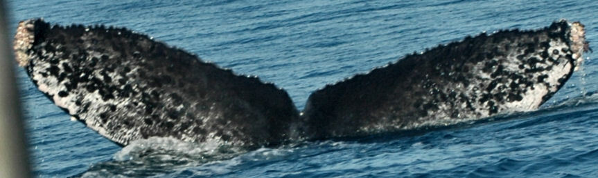 Fluke of CRC-10403