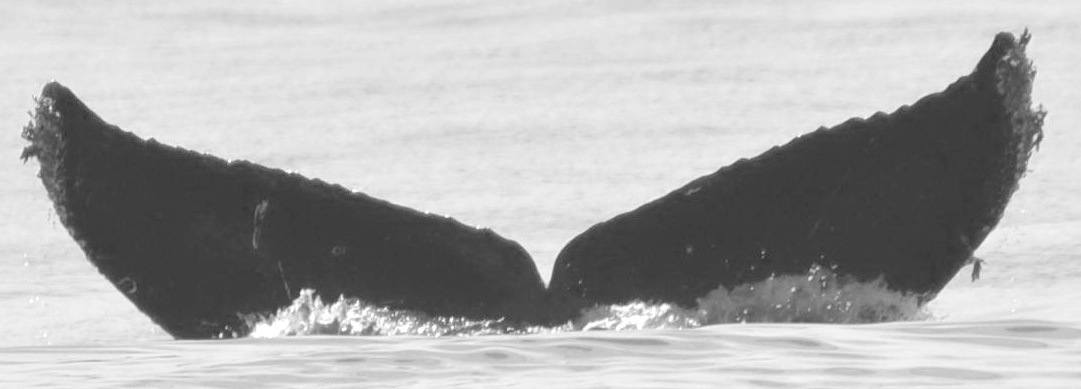 Fluke of CRC-15323