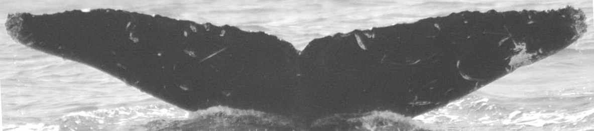 Fluke of CRC-15790