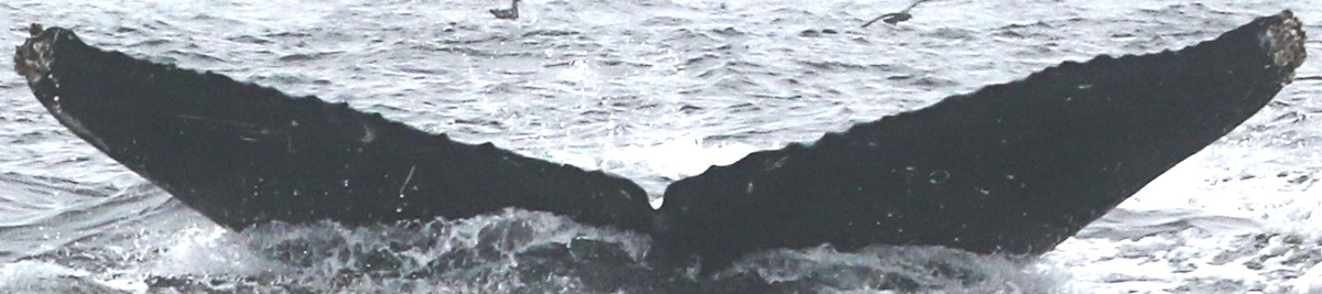 Fluke of CRC-18233