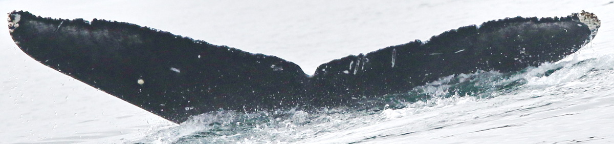 Fluke of CRC-18125