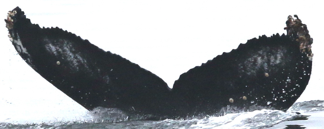 Fluke of CRC-18097